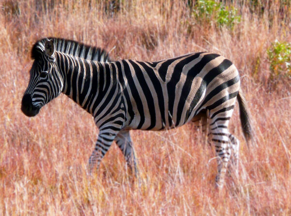 Zebra walking in South African savanna