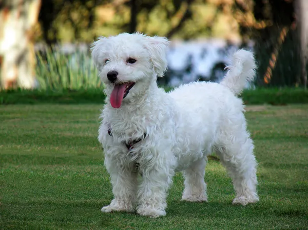 Bichon Maltské lodě — Stock fotografie