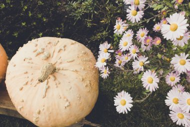 Cadılar Bayramı balkabağı ve kasımpatı çiçekleri, sonbahar dekoru