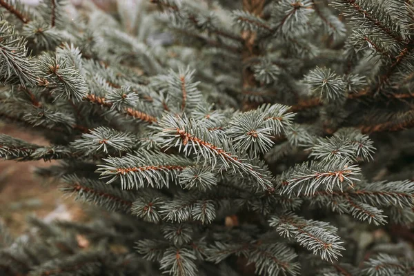 Árboles de Navidad naturales en un mercado agrícola, primer plano — Foto de Stock