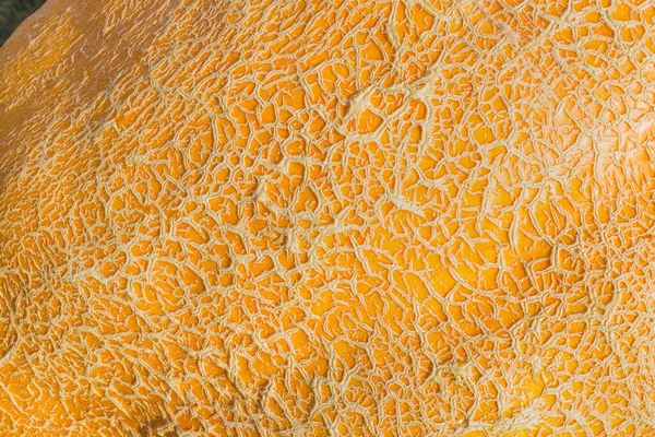 Macro de piel de calabaza naranja. Fondo abstracto textura Halloween — Foto de Stock