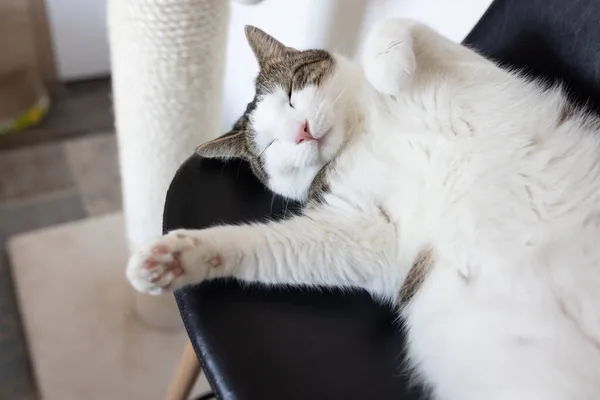 Gato feliz que pone en silla de cuero al lado de rascar el poste —  Fotos de Stock