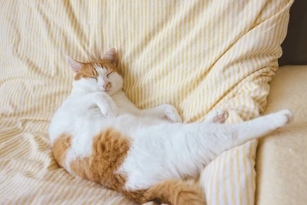 Doméstico jovem branco e laranja tabby gato dormindo na cama — Fotografia de Stock