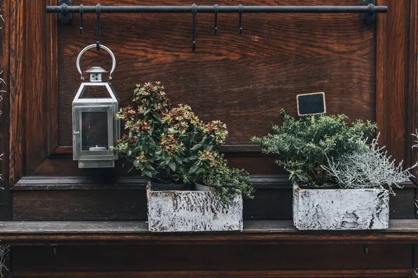 Tillandsia usneoides e altri fiori autunnali e invernali in vaso — Foto Stock