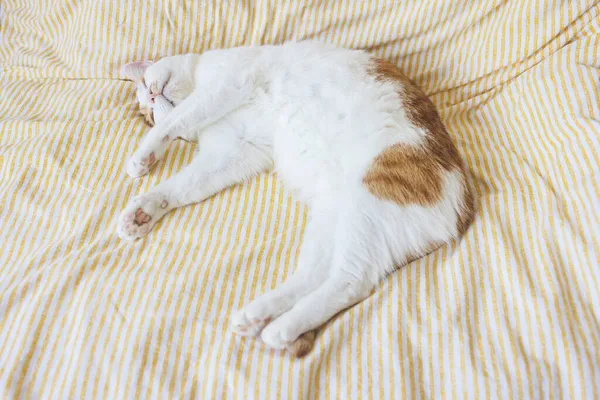 Doméstico joven blanco y naranja tabby gato durmiendo en cama — Foto de Stock