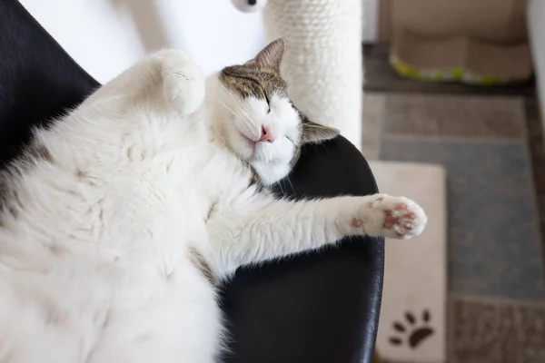 Happy cat laying on leather chair next to scratching post