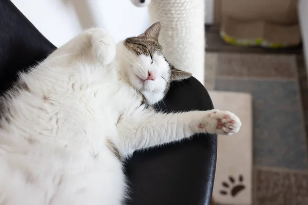 Gato feliz que pone en silla de cuero al lado de rascar el poste —  Fotos de Stock