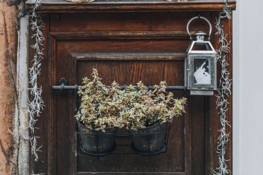 Sonbahar ve kış çiçekleri saksılarda, açık hava süslemelerinde