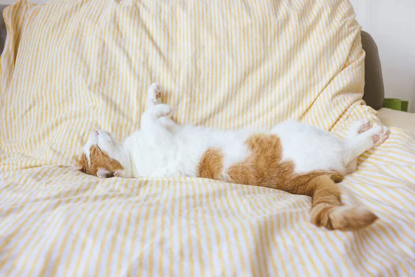 Doméstico jovem branco e laranja tabby gato dormindo na cama — Fotografia de Stock