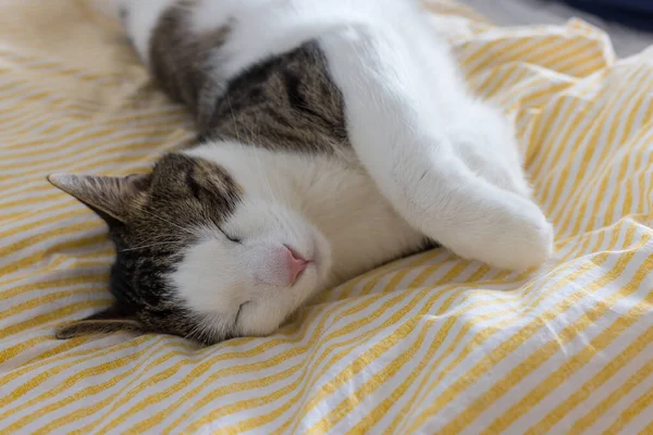 Niedliche häusliche junge Katze schläft im Bett — Stockfoto
