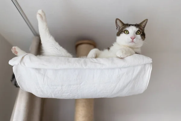 Happy cat laying in hammock on scratching post under the ceiling