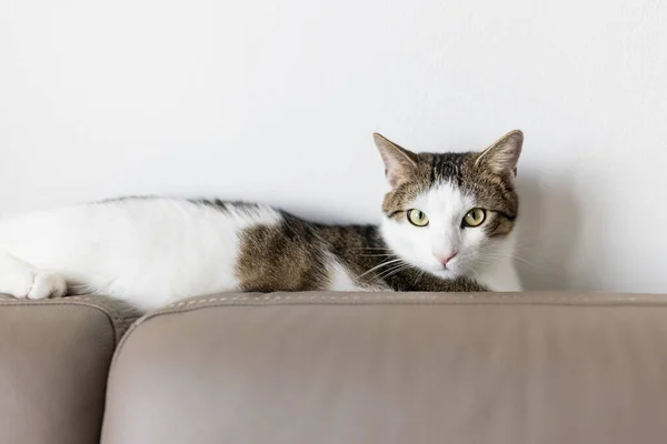 Hauskatze liegt auf Ledercouch. Katzen und zerkratztes Möbelkonzept — Stockfoto