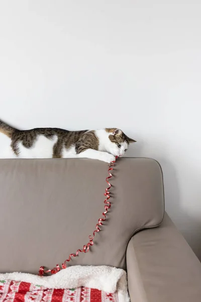 Házi macska játszik karácsonyi csomagolás dekoráció bőrkanapén — Stock Fotó