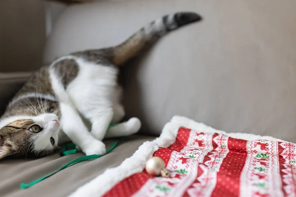 Domácí kočka si hraje se stuhou na koženém gauči. Vánoční čas — Stock fotografie