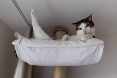 Mutlu kedi tavanın altındaki kazıma kazığında hamakta yatıyor.