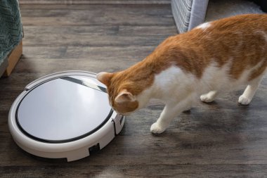 Evcil beyaz ve turuncu tekir kedi ve robot elektrikli süpürge.