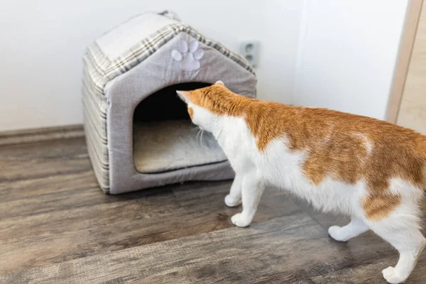 Domestic young white and orange tabby cat checking soft indoor cat house for hiding or sleeping place — Stok fotoğraf