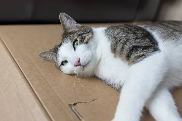 Domestic fat cat sleeping on delivery cardboard paper on the floor, closeup — Stock Fotó
