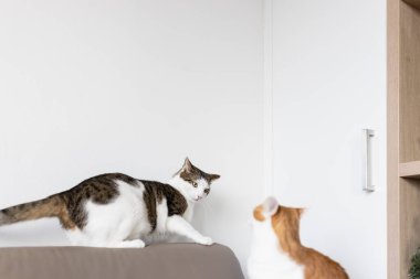 İki evcil kedi deri koltukta kavga ediyor.