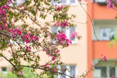 Bahar çiçekli dallar Malus floribunda ya da Japon çiçekli yaban elması ve arka plandaki konut binası