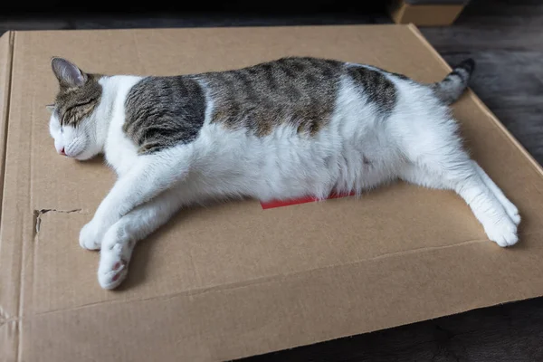 Gato gordo doméstico durmiendo en entrega caja de cartón en el suelo — Foto de Stock