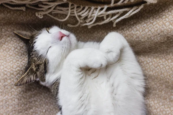 Niedliche Hauskatze schläft im gemütlichen Bett — Stockfoto