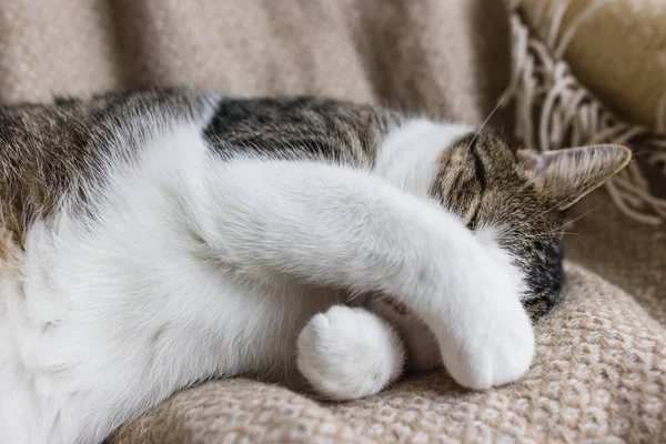 Lindo gato joven doméstico durmiendo en la cama acogedora —  Fotos de Stock