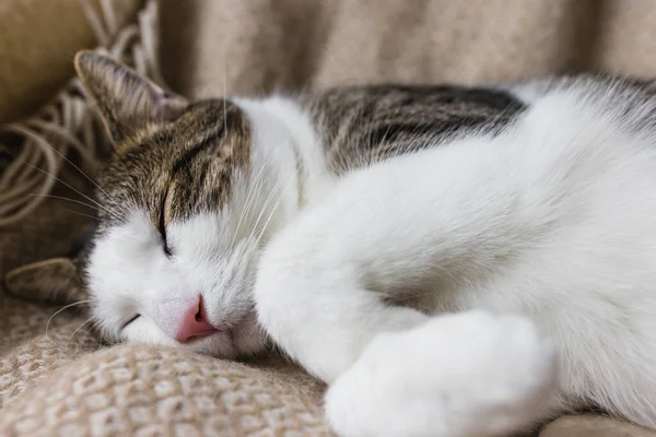 Χαριτωμένη οικιακή γάτα κοιμάται στο άνετο κρεβάτι — Φωτογραφία Αρχείου