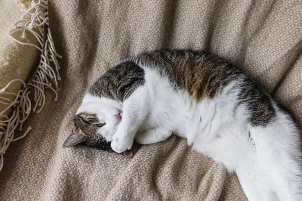 Bonito doméstico jovem gato dormir no aconchegante cama — Fotografia de Stock