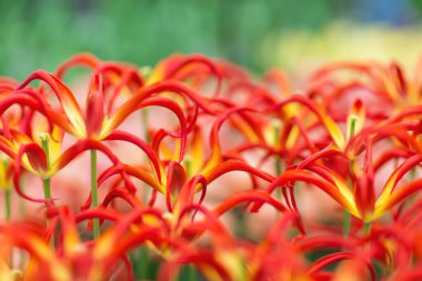 Kırmızı lale park yakın çekim içinde çiçek açan bir pençe şeklinde yaprakları ile. Seçici odak.