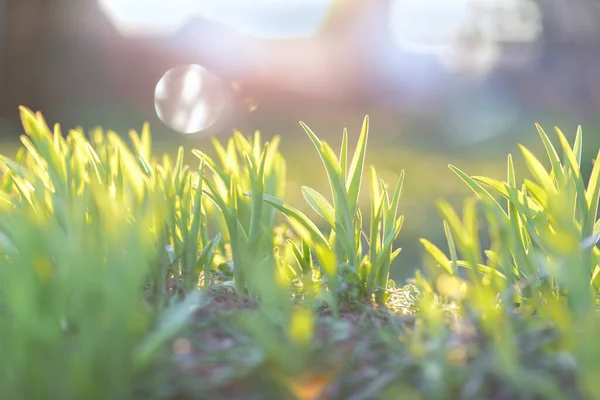 Green grass in the morning sunlight. Early spring concept. Soft focus. — Stock Photo, Image