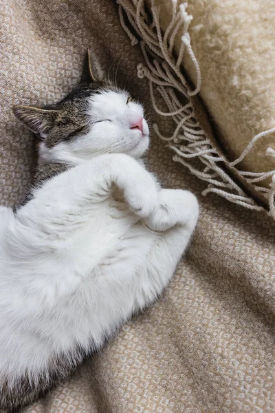 Leuke huiselijke jonge kat slapen in gezellig bed — Stockfoto