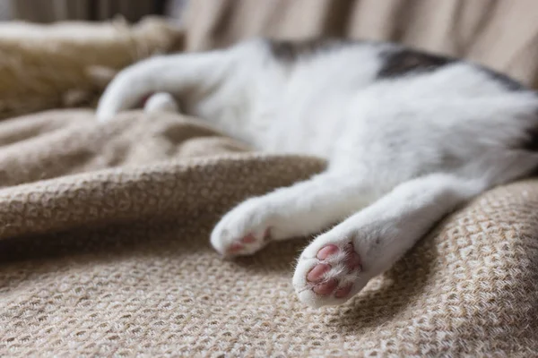 Χαριτωμένη σπιτική γάτα κοιμάται στο άνετο κρεβάτι. Κλείσιμο και εστίαση στις πίσω πατούσες — Φωτογραφία Αρχείου