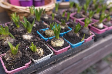 Çiçekçide saksılarda çiçek açan sümbül çiçekleri ve taze lahanalar.
