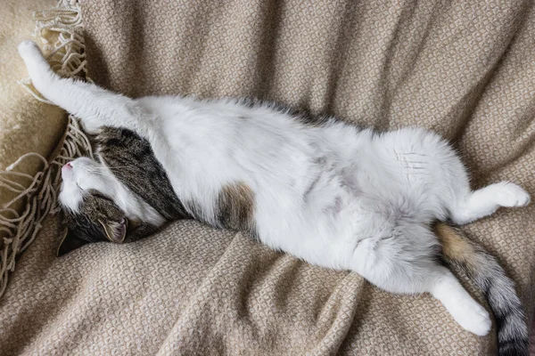 Niedliche Hauskatze schläft im gemütlichen Bett — Stockfoto