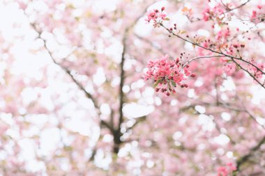Çiçek açan dallar Malus Floribunda veya Japon çiçekli elma ve gökyüzü. Bahar havadar arkaplan
