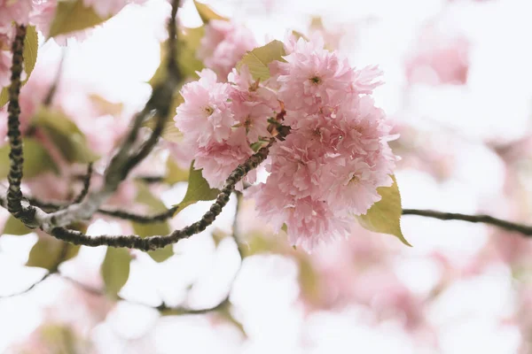 Flor de cerejeira florescente ramo de árvore sakura, conceito de primavera cedo — Fotografia de Stock