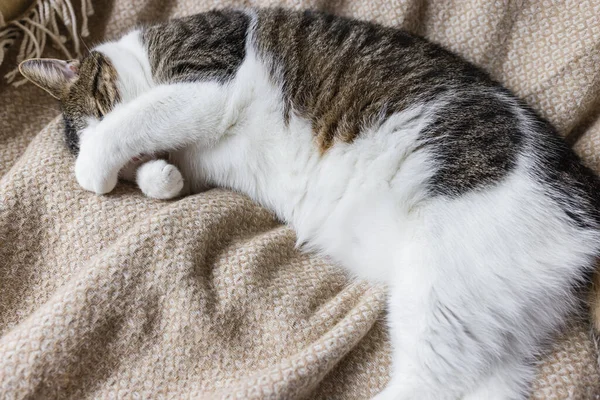 Aranyos belföldi fiatal macska alszik -ban hangulatos ágy — Stock Fotó