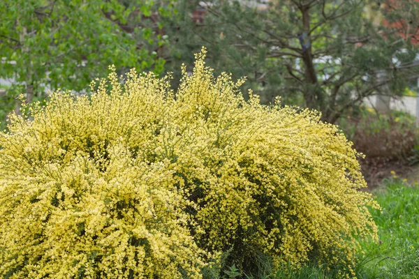 Ramas nuevas de escoba escocesa amarilla. Fondo de primavera con arbusto floreciente en el parque — Foto de Stock