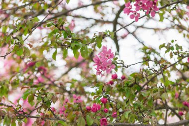 Çiçek açan dallar Malus Floribunda veya Japon çiçekli elma ve gökyüzü. İlkbahar