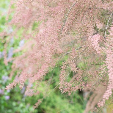 Parktaki Tamarix ağacının çiçek açan dalları. Pembe çiçekli bahar arkaplanı