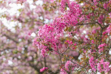 Çiçek açan dallar Malus Floribunda veya Japon çiçekli elma ve gökyüzü. Bahar arkaplanı