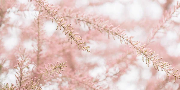 Blühende Zweige von Tamarisken und Himmel. Frühling luftigen Hintergrund mit rosa blühenden Pflanzen — Stockfoto