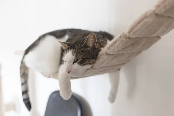 Müde traurige Hauskatze liegt auf Hängebrücke für Katzen. Katzengesundheit und -verhalten — Stockfoto