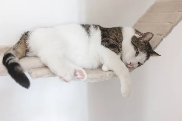 Tired sad domestic cat laying on hanging rope bridge for cats. Cat health and behavior