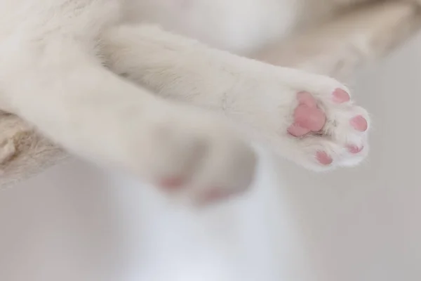 Gatto sdraiato su ponte di corda sospeso per gatti. Primo piano dei cuscinetti posteriori rosa del gatto bianco — Foto Stock