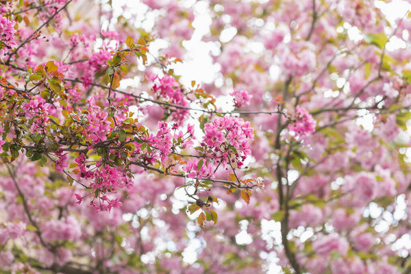 Blooming branches Malus floribunda or Japanese flowering crab apple and sky. Spring background