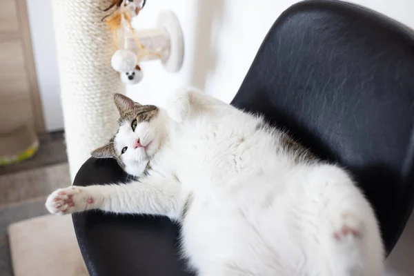 Fat cat laying on leather chair next to scratching post — Stock Fotó