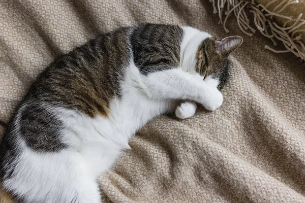 可爱的家猫睡在柔软舒适的床上 用爪子捂住眼睛和鼻子 有选择的焦点 复制空间 — 图库照片