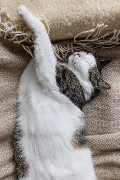 Χαριτωμένο Νεαρή Γάτα Κοιμάται Μαλακό Ζεστό Ρίξει Στο Κρεβάτι Πτώση — Φωτογραφία Αρχείου